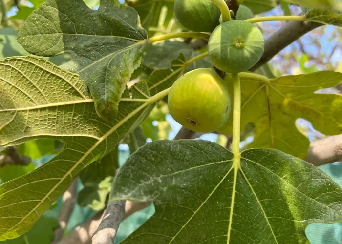 Fajen アパート *