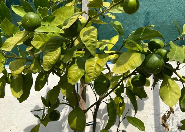 アパート Fajen *